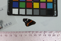 Vanessa atalanta image