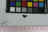 Polites peckius image