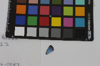 Glaucopsyche lygdamus image