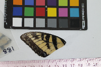 Papilio glaucus image