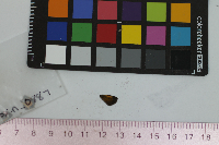 Ancyloxypha numitor image