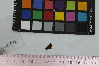 Ancyloxypha numitor image