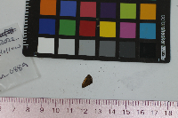 Ancyloxypha numitor image