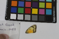 Colias eurytheme image