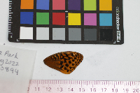 Speyeria cybele image