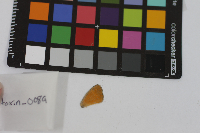 Coenonympha tullia image