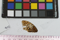 Speyeria cybele image