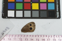 Cercyonis pegala image