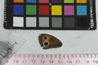 Cercyonis pegala image