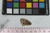 Cercyonis pegala image