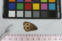 Cercyonis pegala image