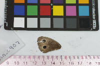 Cercyonis pegala image