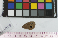 Cercyonis pegala image