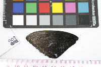 Papilio glaucus image