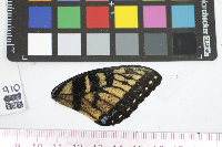 Papilio glaucus image