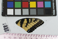 Papilio glaucus image