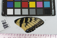 Papilio glaucus image