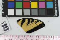 Papilio glaucus image