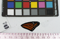 Limenitis archippus image