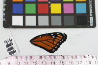 Limenitis archippus image