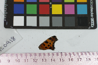 Polygonia comma image