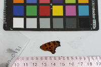 Polygonia comma image