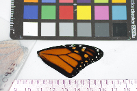 Danaus plexippus image