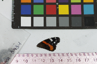 Vanessa atalanta image