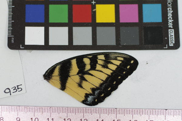 Papilio glaucus image