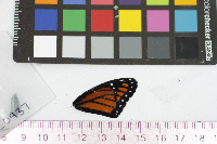 Limenitis archippus image