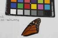 Danaus plexippus image