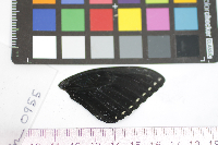 Papilio glaucus image
