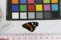 Vanessa atalanta image