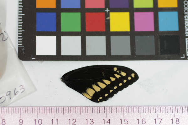 Papilio polyxenes image