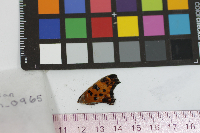Polygonia comma image