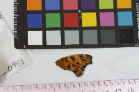 Polygonia comma image