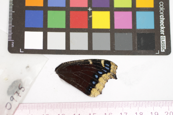 Nymphalis antiopa image