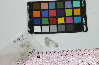 Colias eurytheme image