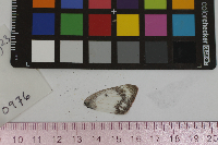 Colias eurytheme image