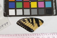 Papilio glaucus image