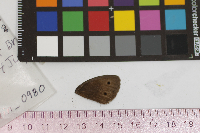 Cercyonis pegala image