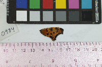 Polygonia comma image