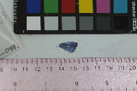 Media resource of Celastrina ladon