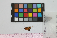 Polygonia comma image