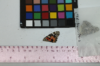 Vanessa cardui image