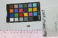 Polites peckius image