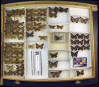 Media resource of Libytheana bachmanni