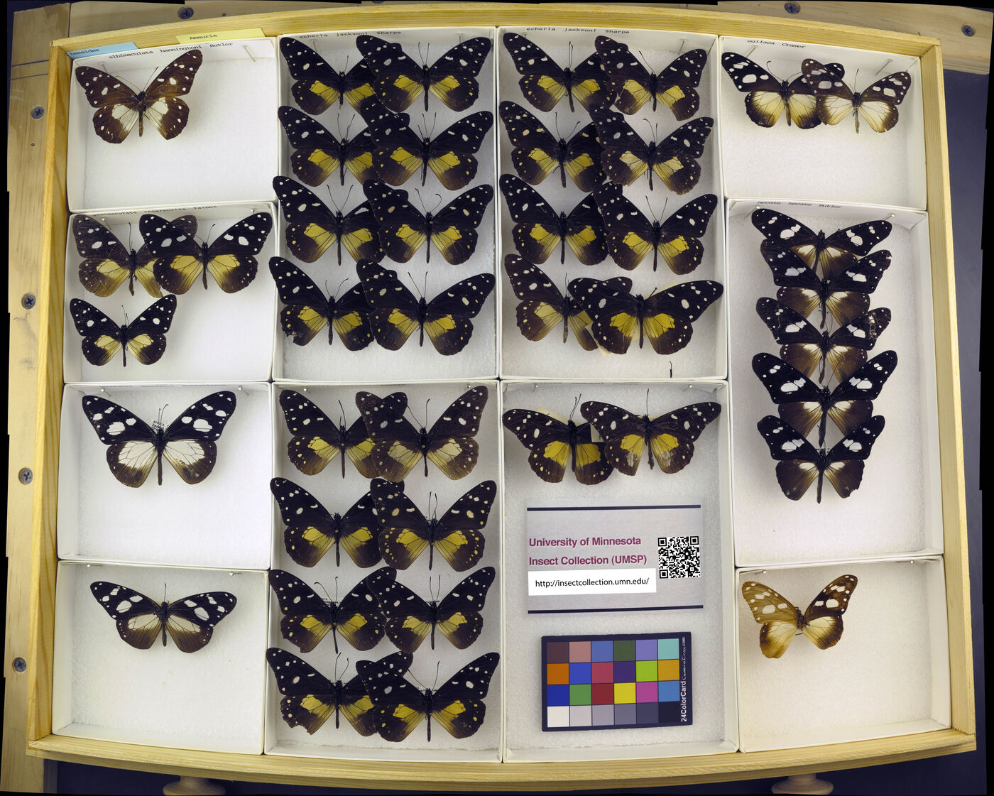 Amauris albimaculata image