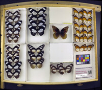 Media resource of Anetia thirza