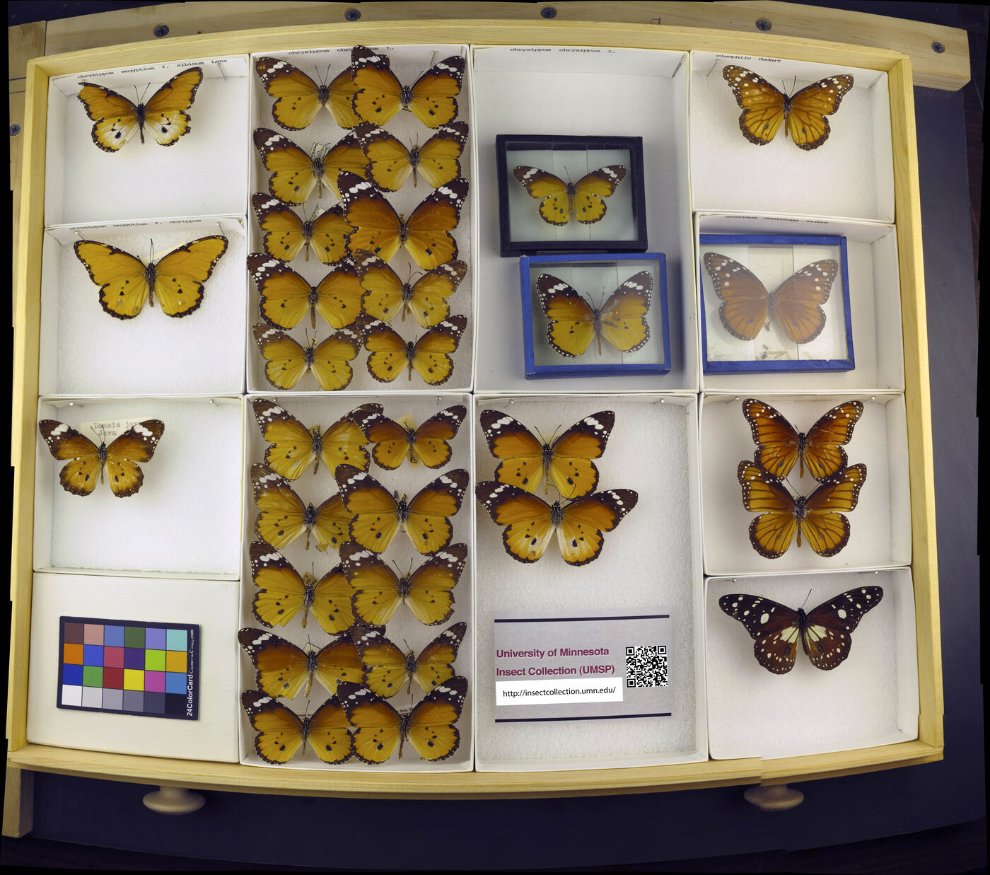 Danaus cleophile image